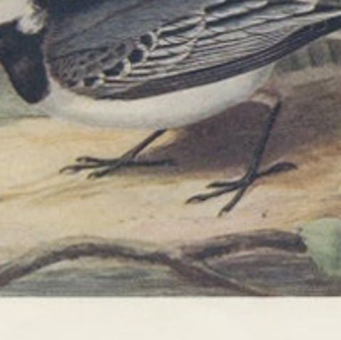 Antique Bird Print of The Pied Wagtail by Bonhote, 1907, close-up 1
