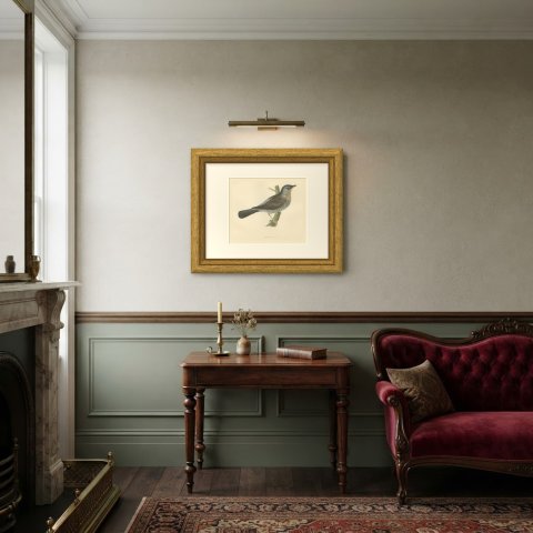 Fieldfare on a Green Stump, Hand Colored Thrush Print, Morris, 1896, shown framed in a room