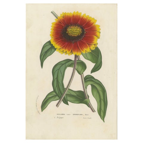 Botanical Illustration of Blanket Flower: Gaillardia Grandiflora, c.1855