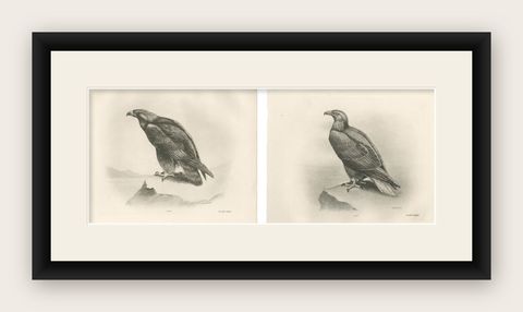 Pair of Majestic British Eagle Photogravures by L. M. Medland, 1908, shown framed
