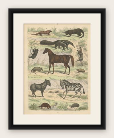 Mammals Print: Horse, Zebra, Anteater & Pangolin, Antique 1867, shown framed