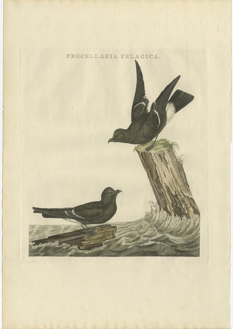 Antique Hand-Coloured Bird Print of the European Storm Petrel, 1797, view 2