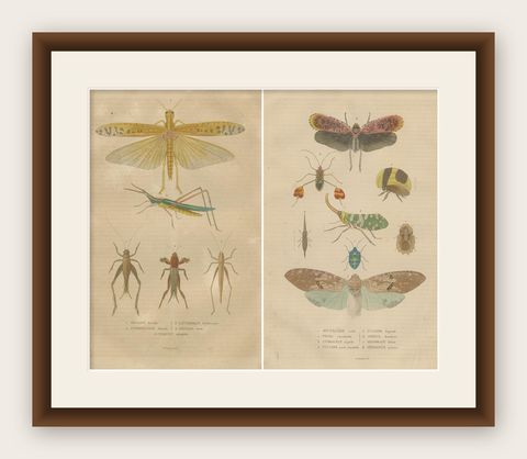 19th-Century Insectarium: A Glimpse into Orthoptera and Varied Insects, shown framed