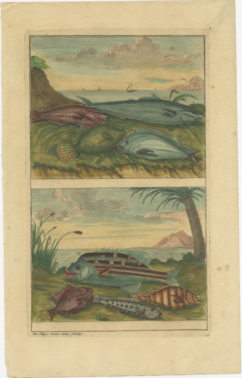Set of 12 Colored Antique Prints of Various Fishes and Crustaceans, view 4