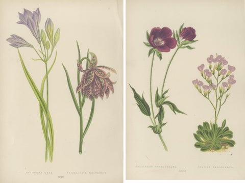 Alpine Botanical Prints of Alpine Blue Gilia and Purple Poppy Mallow, 1874, close-up 2