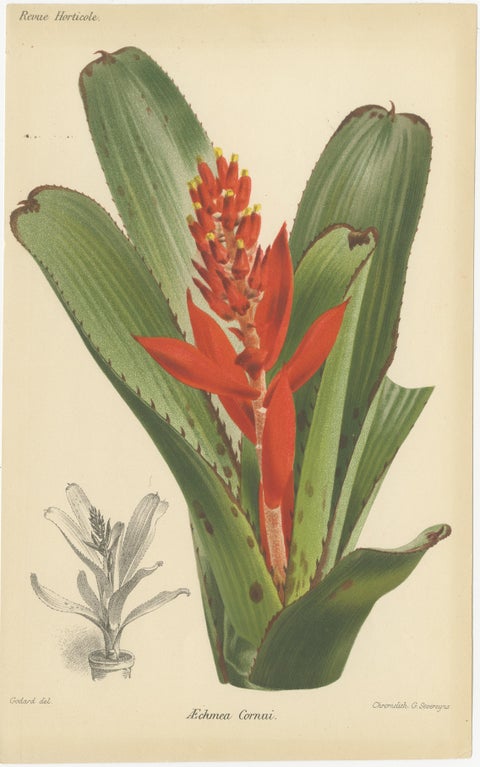 Exotic Botanicals: Pitcairnia, Neumannia, Echnea, and Burchellia, circa 1880, view 4