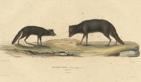 Rare Hand-Colored Engraving of An Artic Fox in Summer Coat, 1842, close-up 3