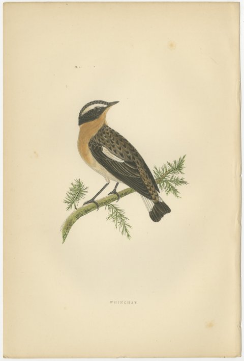 Whinchat on a Conifer Twig, Hand Colored Wood Engraving, Morris, 1896, view 2