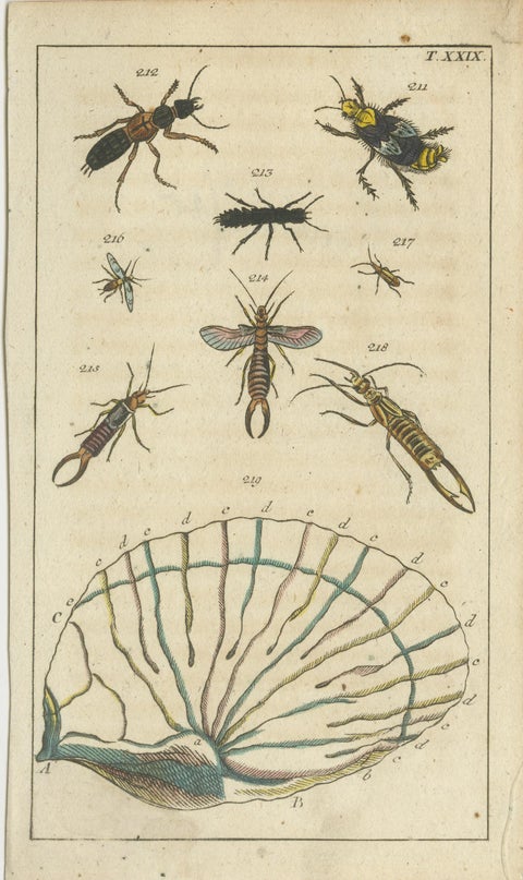 Small History Prints Showing Crustaceans, Marine Life and Detailed Insects, 1832, view 5