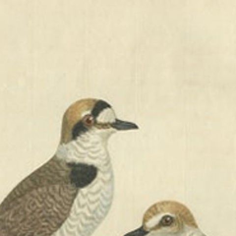 Antique Bird Print of the Kentish Plover by Sepp & Nozeman, 1829, close-up 1