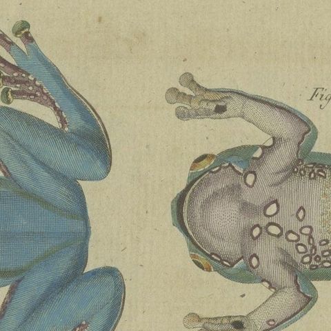 Antique Print of the European Tree Frog 'Hyla Arborea', close-up 4