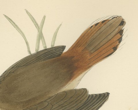 Rufous Warbler or Rufous Bush Robin, Hand Colored Bird Print, Morris, 1896, close-up 2
