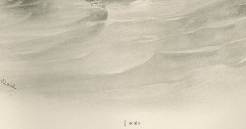 Wigeon, Antique Bird Print after Lilian Medland, circa 1909, close-up 1