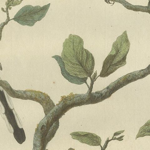 Antique Hand-Coloured Bird Print of the Long-Tailed-Tit by Sepp & Nozeman, 1770, close-up 1