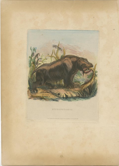 Antique Animal Print of a Hippopotamus or Hippo, view 2