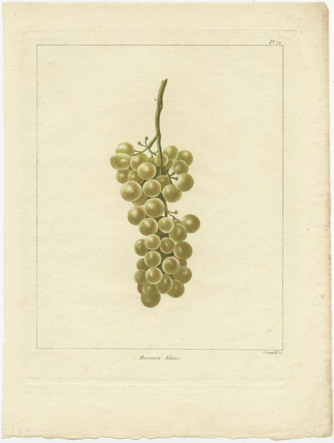 Set of Three Antique Prints of Various Green / White Grape Varieties, 1821, view 4