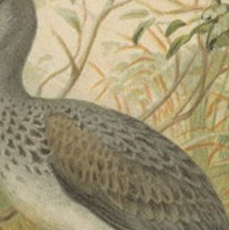 Antique Bird Print of a Night-Heron and Boatbill by Lydekker, 1895, close-up 1