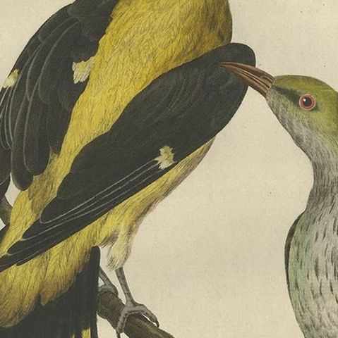Eurasian Golden Oriole with Nest, Antique Bird Engraving, Nozeman & Sepp 1770, close-up 1