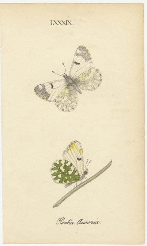 Small-Format Butterfly Engravings with Botanical Studies, 1835, view 5