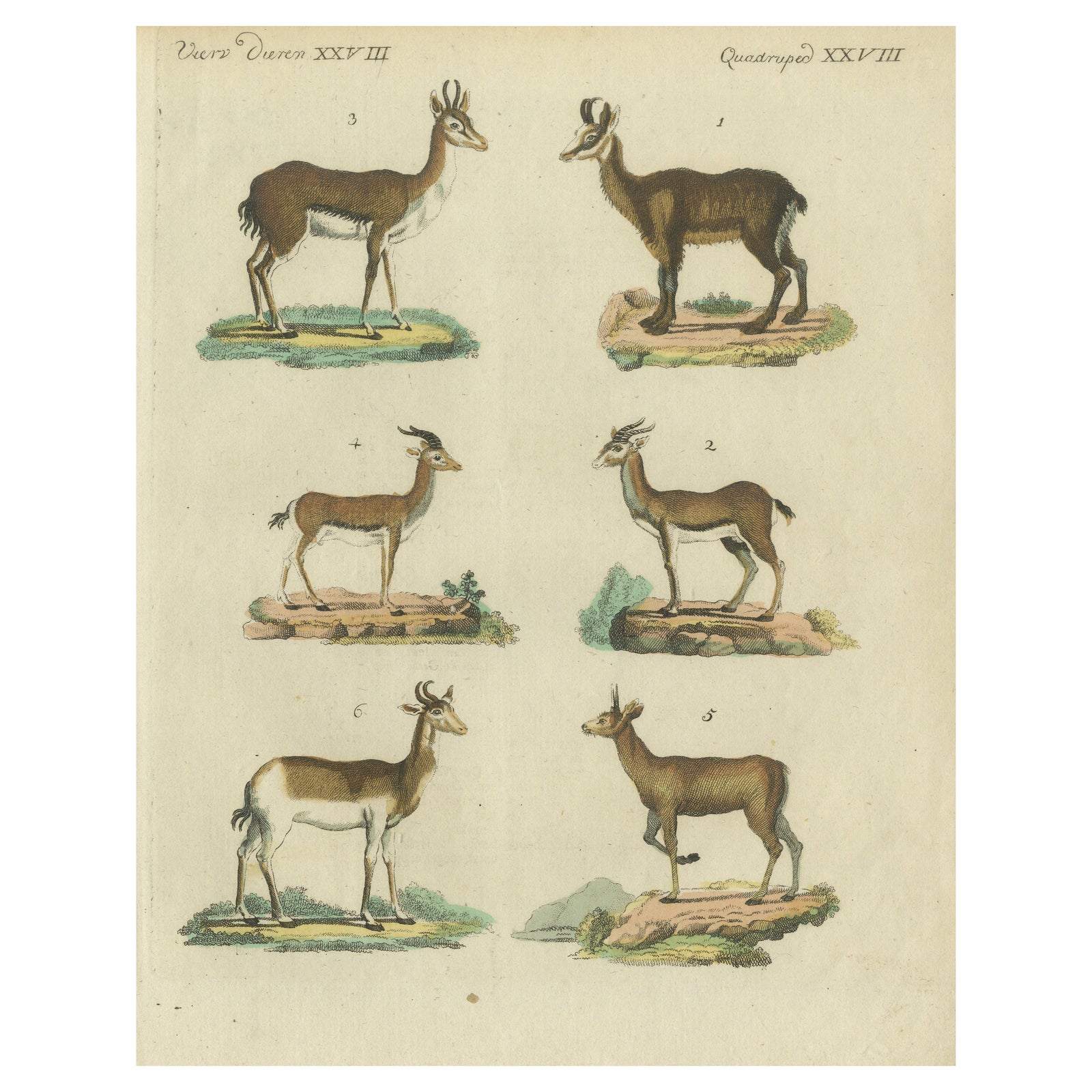 Original Hand-Colored Antique Print of various Antelope Species, circa 1820