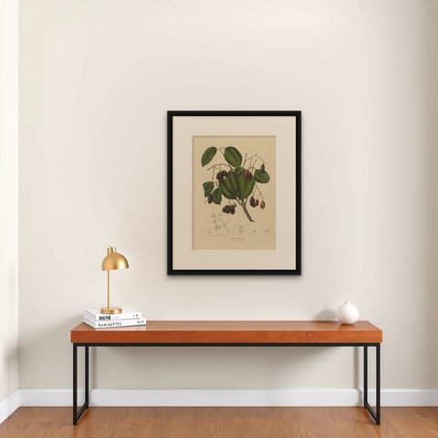 Sizygium Jambolanum, Java Plum Botanical Lithograph c.1863, shown framed on a wall