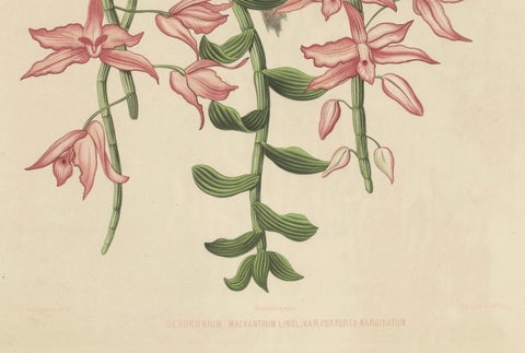 Orchid Elegance: Huge Exquisite Chromolithograph of the Dutch Colonial Era, 1854, close-up 5