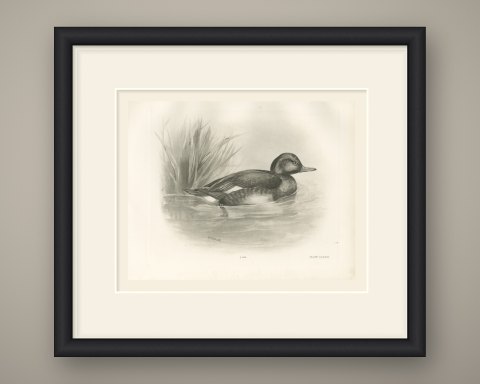 Ferruginous Duck Drake among Reeds, Plate CLXXXI after Lilian Medland, c. 1909, shown framed