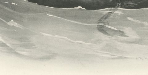 Velvet Scoter, Antique Bird Print after Lilian Medland, circa 1909, close-up 1
