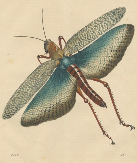 1848 Hand-Coloured Lithograph of the Large Indian Grasshopper, close-up 2