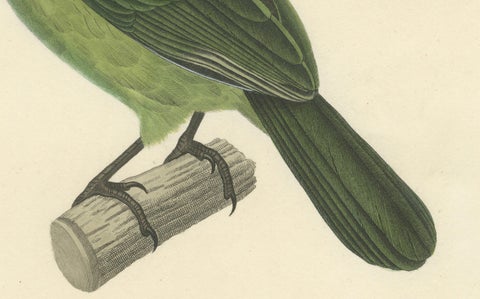 Ornithological Illustration of the Adult Corbin Barbet (Barbu corbin), 1838, close-up 1