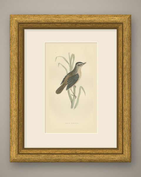 Sedge Warbler with Open Bill on a Sedge Stem, Antique Morris Plate, 1896, shown framed