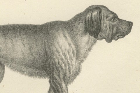 19th-Century Lithograph of a Greyhound and English Mastiff in Elegant Detail, close-up 1