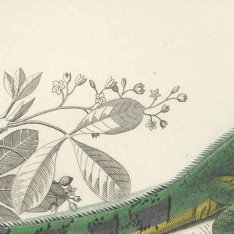 Antique Print of the Green Iguana and European Green Lizard, close-up 1