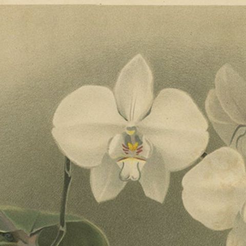 Victorian Botanical Print, White Phalaenopsis Casta Orchid, Published ca.1888, close-up 5
