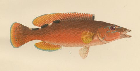 Colorful Wrasse Duo and Corkwing - Vibrant 19th Century Fish Lithograph, close-up 2
