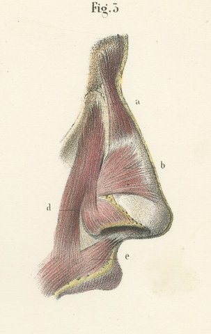 The External Nose and Its Cartilages, Antique Hirschfeld Anatomy Print, 1866, view 7