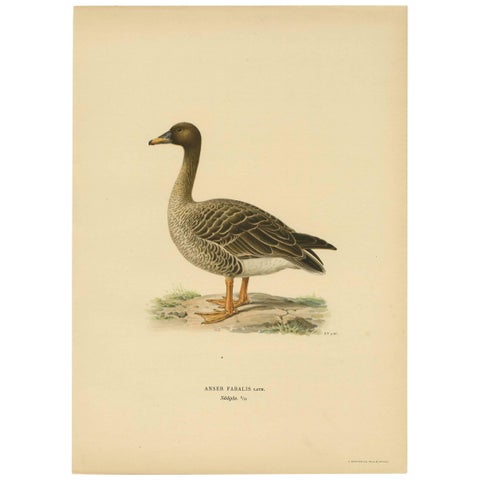 Antique Bird Print of a Taiga Bean Goose ‘Anser Fabalis’, 1917