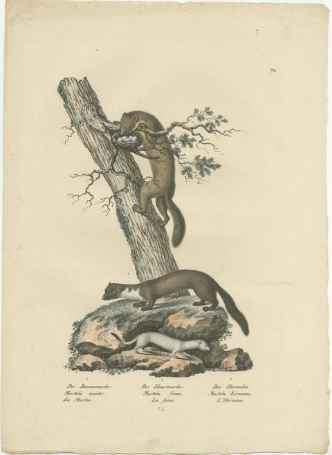 Antique Print of a Pine Marten, Mink and Ermine, view 2