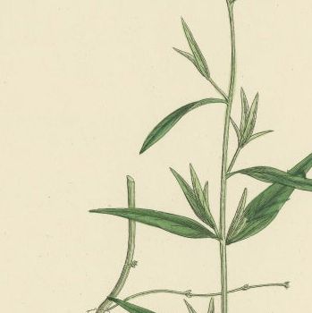 Hand-Colored Botanical Engravings of Marsh and Square-Stalked Willow-Herbs, 1902, close-up 1