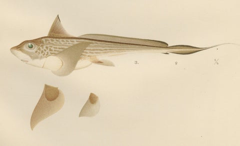 Scandinavian Sturgeon and Chimaera Lithograph from Pisces Scandinaviae Series, close-up 5