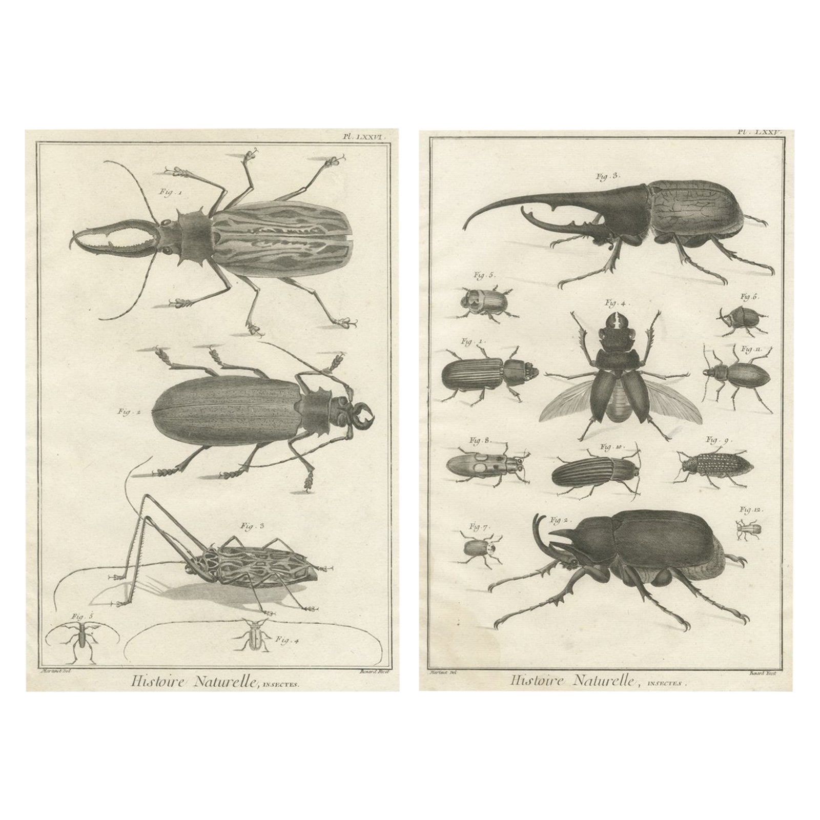 Pair of Antique Engravings of Beetles & Insects from Diderot’s Encyclopédie 1770