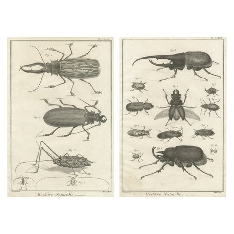 Pair of Antique Engravings of Beetles & Insects from Diderot’s Encyclopédie 1770