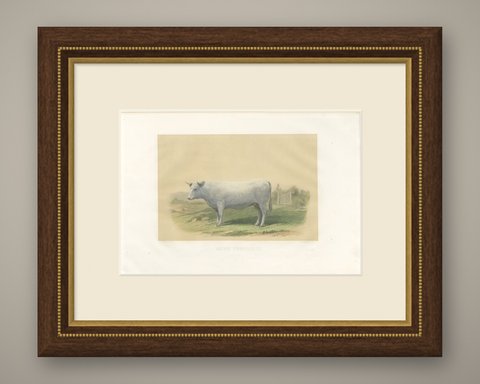 Charolais Cow, Antique French Cattle Print after Jadin, 1873, shown framed