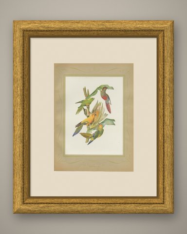 Conures and Parakeets, Brazilian Bird Print, Descourtilz, 1944, shown framed