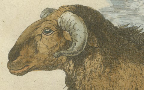 Elegant Morvant Ram Engraving, Buffon Amsterdam Edition 1769, close-up 4