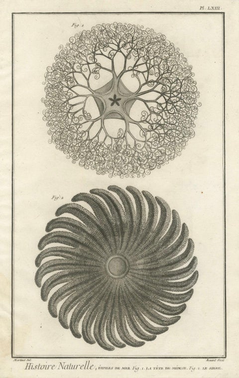 Decorative Antique Marine Prints, Pair of Starfish & Echinoderms, c.1770, close-up 1