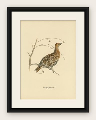 Antique Bird Print of the Black Grouse by Von Wright, 1929, shown framed
