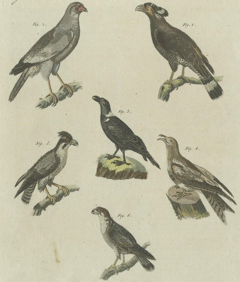 Antique Print of Various African Birds Including the Red-Necked Falcon, close-up 2