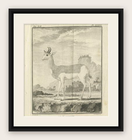 Pl. 36 Antique Print of an Antelope Species by Buffon, 1769, shown framed