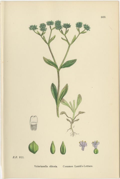 Set of 10 English Botanical Prints 1902, Valerian & Lamb’s-Lettuce, view 9